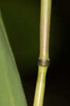 Eastern bottlebrush grass